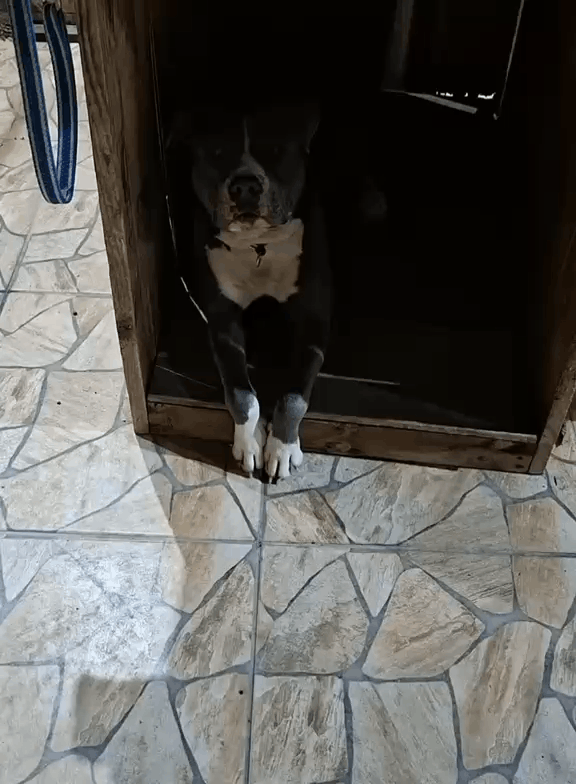 Daniel Carter training his dog